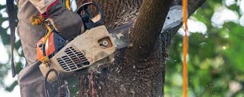 Best Arborist Consultation Services  in Lockport Heights, LA