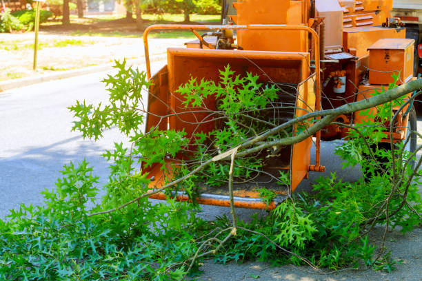 Best Emergency Tree Removal  in Lockport Heights, LA