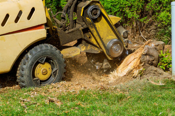 Best Grass Overseeding  in Lockport Heights, LA