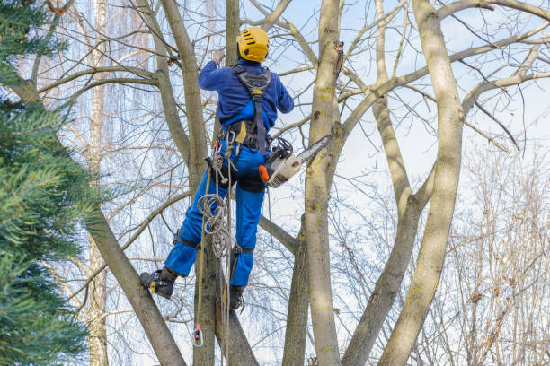 Best Tree Removal  in Lockport Heights, LA