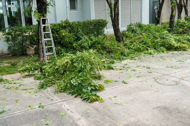 Lockport Heights, LA Tree Removal Company