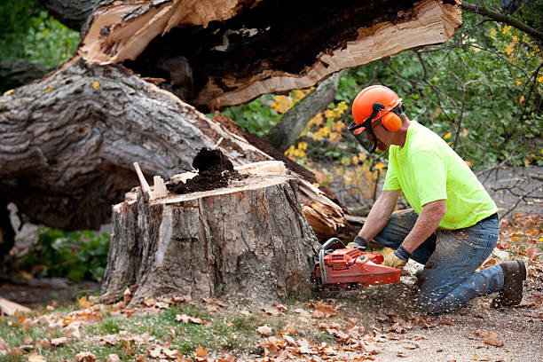 Best Tree Disease Treatment  in Lockport Heights, LA