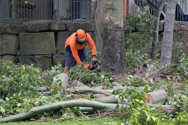 How Our Tree Care Process Works  in  Lockport Heights, LA